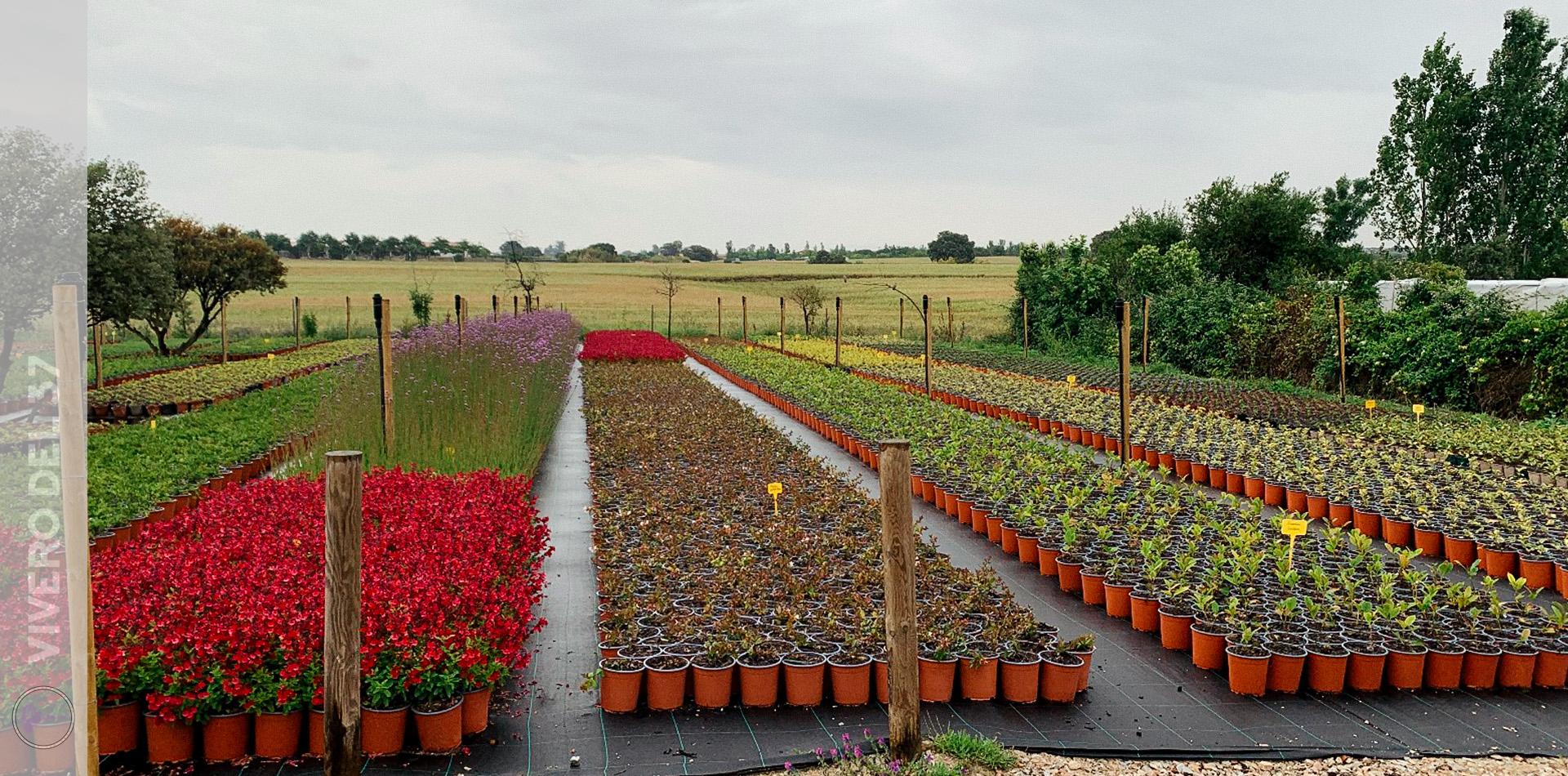 Slider-Vivero-1