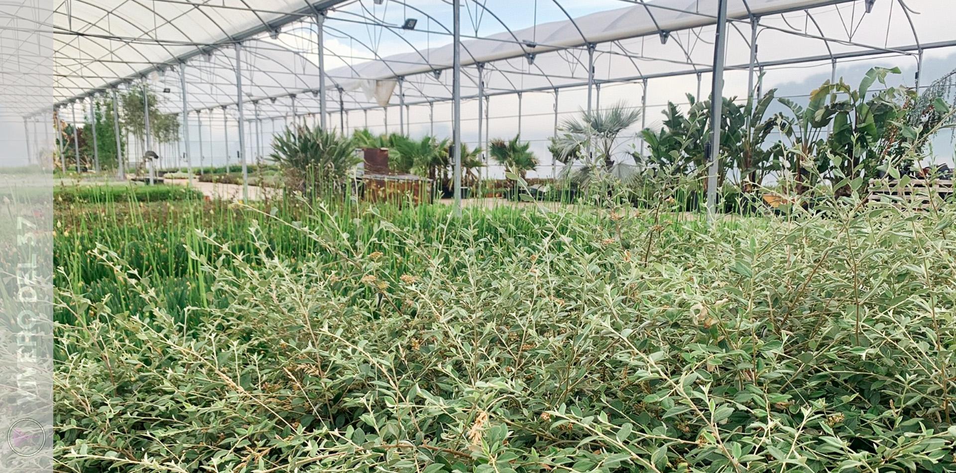 Slider-Vivero-2