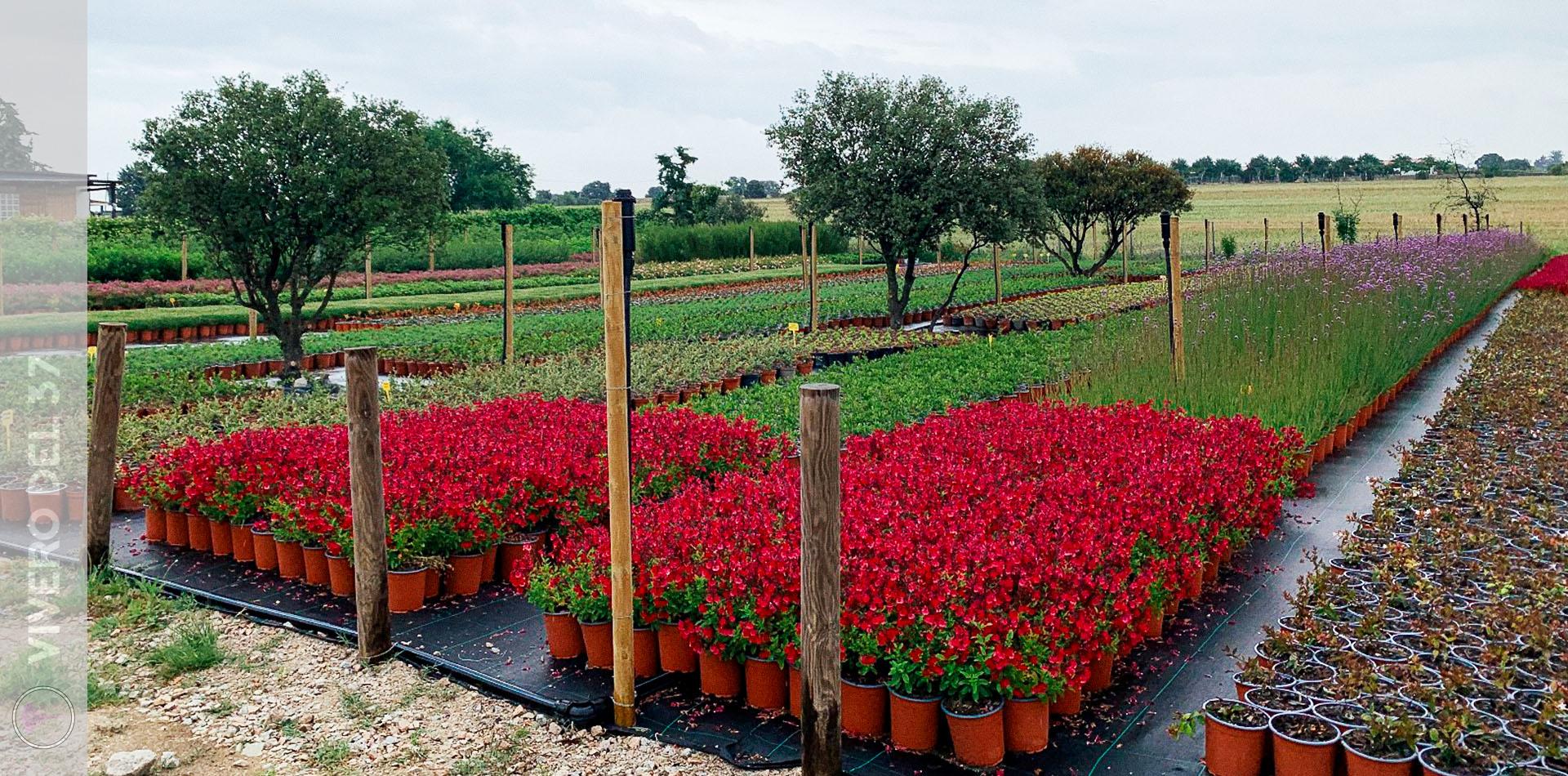 Slider-Vivero-6